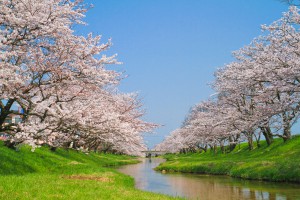 桜画像